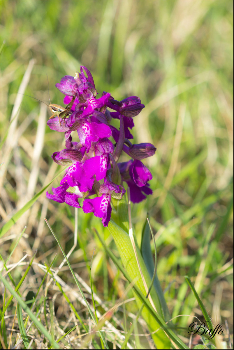 Anacamptis morio (L.) R.M. Bateman, Pridgeon & M.W. Chase